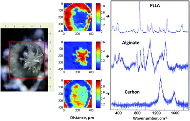 Optical image of a cross-sectioned alginate–PLLA microparticle, with the respective Raman mapping score images and BTEM components derived from the mapped enclosed rectangular area shown in the optical image.