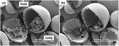 SEM image (a) of a cross sectioned metoclopramide HCl loaded alginate–PLGA particle, and (b) the same microparticle subjected to trisodium citrate treatment (length denoted by scale bar is 100 μm).