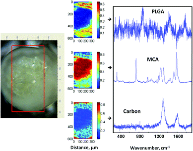 Optical image of a cross-sectioned alginate–PLGA microparticle loaded with metoclopramide HCl, with the respective Raman mapping score images and BTEM components derived from the mapped enclosed rectangular area shown in the optical image.