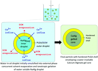 Principles of alginate–PLGA core shell microparticle formation.