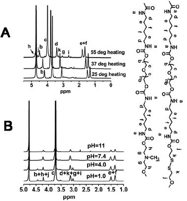 (A) Variable-temperature 1H NMR spectra of SPU2 at pH = 7.4. (B) Variable-pH 1H NMR spectra of SPU2 at 25 °C.