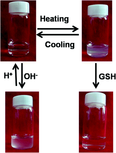 Photographs showing an aqueous solution of SPU1 under different conditions.