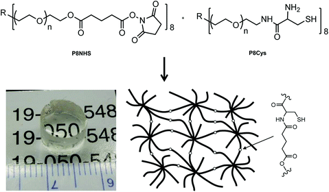 The two polymer precursors P8NHS and P8Cys react in aqueous solution via OMNCL to yield polymer hydrogels with network cross-links as shown at bottom right.