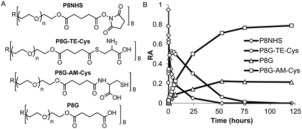 Quantitative 1H NMR analysis of the model reaction between P8NHS and l-Cys in D2O. Chemical structures (A) and relative abundance (B) of polymer species observed during the reaction.