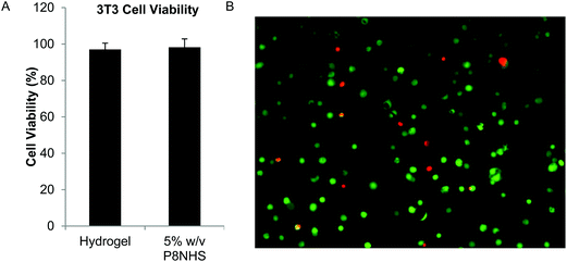 
            In vitro cytocompatibility of OMNCL hydrogels. (A) Quantitative analysis of 3T3 fibroblast viability after 24 hours in conditioned medium, conducted in accordance with ISO standards 10993-05 and 10993-12. Cell culture medium included either extract from P8NHS/P8Cys hydrogel or 5% w/v P8NHS. (B) 3T3 fibroblasts encapsulated in OMNCL hydrogels and stained with calcein AM (green, live cells) and ethidium homodimer-1 (red, dead cells). Image analysis indicated 87 ± 7% of cells remained viable after 24 hours of encapsulation.