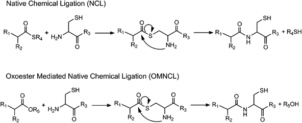Generalized reaction schemes for native chemical ligation (NCL) and oxo-ester mediated native chemical ligation (OMNCL).