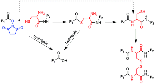 OMNCL cross-linking of P8Cys and P8NHS. Fast reaction pathways are indicated by solid arrows, slow pathways by dashed arrows. Thiol capture followed by S-to-N acyl rearrangement results in polymer cross-linking. Secondary cross-links arise through the formation of disulfide bonds among network-bound Cys residues. P1 = P8NHS; P2 = P8Cys.