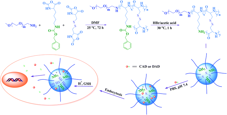 Schematic illustration of mPEG-P(LL-co-LC) nanogel preparation, DOX derivatives loading and intracellular release.