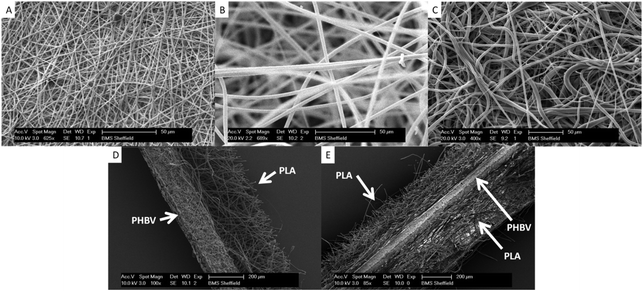 Scanning electron micrographs (SEMs) of electrospun scaffolds A. PHBV. B. PLA. C. PCL. D. Representative cross-section of PHBV–PLA. The PHBV region on the left is dense while the PLA region has a more open structure. E. Representative cross section of a trilayer of PLA–PHBV–PLA.