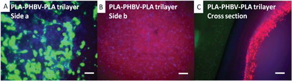 Co-culture of CellTracker™ labelled fibroblasts (green) and keratinocyte (red) on trilayer membranes of PLA–PHBV–PLA. Fibroblasts were seeded on day 1 (green) onto one face of each trilayer. Keratinocytes were seeded on the opposite face of the trilayer on day 4 (green) and then cultured for a further 7 days. In A, fibroblasts (green) are confined to the PLA face after 7 days with no sign of keratinocytes (red). On the opposite face, keratinocytes (red) are present once again without fibroblasts. A cross section of the PLA–PHBV–PLA membrane is shown in C showing each cell type on its respective side after 7 days of culture. Cell nuclei have been stained using DAPI (blue). All scale bars are equal to 0.1 mm.