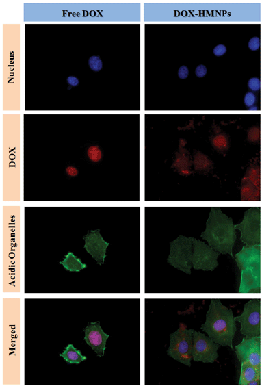Confocal laser microscopy observation of MCF-7 cells cultured with free DOX or DOX–HMNPs for 24 h. The dose of DOX or its equivalent was 5 μg mL−1 in the cell culture. The cells were counterstained with DAPI (blue) for the cell nucleus and Alexa Fluor 488 phalloidin (green) for the cell membrane.