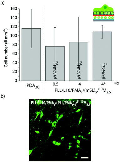 (a) The number of myoblasts adhering to different liposome-containing coatings. The number of cells per 0.915 mm2 is shown. (b) Representative CLSM image of myoblast cells adhering to PLL/FL10/PMAc/(PLL/PMAc)4/F_10M2.5 for 6 h. The scale bar is 50 μm.