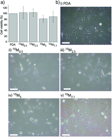 Myoblast cell adhesion to different liposome–PDA coatings. (a) The cell viability of myoblasts adhering to the four different coatings (10M0.5, 10M2.5, 10M5 and 10M7.1 corresponding to the different DA concentrations mixed with L10) as assessed after 24 h shows no significant difference when normalized to cells adhering to a PDA coating without liposomes. (b) Representative microscopy images of myoblast cells allowed adhering to different coatings for 24 h: (i) PDA, (ii) 10M0.5, (iii) 10M2.5, (iv) 10M5, and (v) 10M7.1. The scale bar is 100 μm.