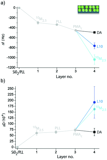 Assembly of liposome–PDA coatings with two liposome deposition steps. Change in frequency Δf (a) and change in dissipation ΔD (b) of a PLL pre-coated QCM-D crystal upon deposition of 10M2.5/PLL/PMAc followed by the adsorption of DA, L10 or 10M2.5.