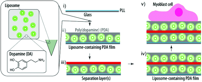 Schematic illustration of the assembly of a liposome-containing PDA film towards SMDD. PLL pre-coated glass slides (i) are exposed to a mixture of DA and liposomes and the DA self-polymerizes into PDA and entraps the liposomes during this process (ii). (Multiple) polymer separation layers ((m)SL) (iii) are required to allow for additional liposomes and PDA to be deposited (iv). Finally, myoblast cells are grown on these cargo-loaded coatings (v).