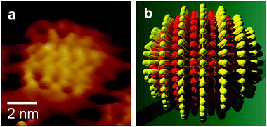 STM height image (a) and corresponding schematic representation (b) of gold nanoparticles coated with a 2 : 1 molar ratio of octanethiol : mercaptopropionic acid on Au foil. Adapted with permission from ref. 14b.