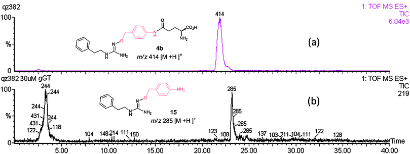 LCMS trace of 4b incubated in Krebs buffer at 37 °C for 1 h (a) without γ-GT and glutamyl acceptor Gly–gly, 4b is intact; (b) with γ-GT (100 mU mL−1) and glutamyl acceptor Gly–gly (5 mM), 4b is deglutamylated to give the species 15.