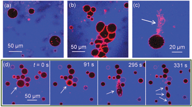 Confocal microscopy images of Rh-DOPE labelled GUVs (red) with passive leakage marker A647-10k (blue) in the extravesicular solution. (a) 0.42 mg ml−1 ZnO NPs (no BSA) has minimal impact on GUV morphology; (b–d) 0.42 mg ml−1 ZnO NPs in 4.2 mg ml−1 BSA causes (b) GUV aggregation, (c) ejection of lipid tubules, (d) fission of GUVs shown by time series where GUV initially shrinks in size before elongation and splitting into at least 3 daughter GUVs. Note that few GUVs leak to A647-10k despite dramatic morphological effects.