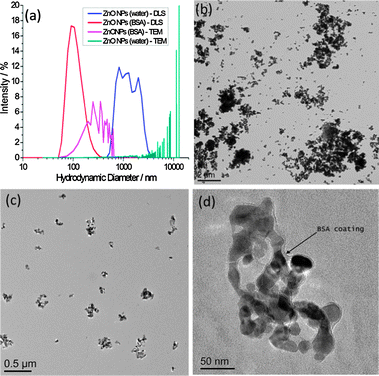 (a) Particle size distributions by DLS and TEM for ZnO NPs with and without the presence of BSA; (b–d) TEM images of (b) ZnO NPs (no BSA), (c) ZnO NPs (BSA), (d) higher resolution image of ZnO NPs (BSA) showing evidence of a protein corona, highlighted by the arrow. Scale bars are (b) 2 μm, (c) 0.5 μm and (d) 50 nm.