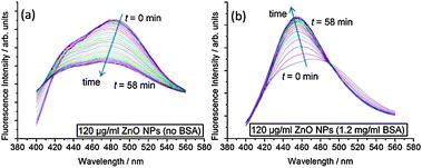 Kinetic evolution of Laurdan spectra after addition of ZnO NP samples. Spectra were taken every 2 min for 1 h. Samples contained 100 μM DOPC LUVs with 0.5 mol% Laurdan in the membranes. (a) 120 μg ml−1 ZnO NPs (no BSA); (b) 120 μg ml−1 ZnO NPs (1.2 mg ml−1 BSA).