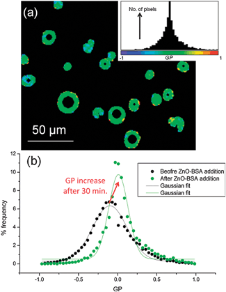 Multiphoton microscopy of Laurdan-labelled GUVs. (a) Example GP image of GUVs with 500 μg ml−1 ZnO NPs in 5 mg ml−1 BSA and the pixel GP histogram and colour map (inset). (b) GP histograms of DOPC GUVs before addition of NPs and after 30 min incubation with 500 μg ml−1 ZnO NPs in 5 mg ml−1 BSA; the histogram shifts to higher mean GP values with a narrower distribution width.