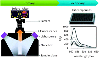 Schematic work flow of primary and secondary screening in GBL sensor development.
