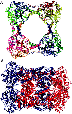 Octameric ring (A) and hexadecameric catenane (B) forms of CS2 hydrolase (PDB ID: 3TEN, 3TEO).