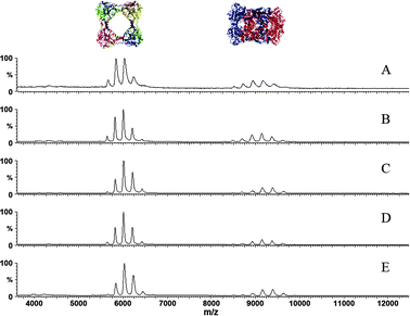Non-denaturing ESI-MS studies of CS2 hydrolase showing that the ring form (m/z ∼ 6000) and the catenane form (m/z ∼ 9000) are present at different concentrations: (A) 2.0 mg mL−1; (B) 1.0 mg mL−1; (C) 0.5 mg mL−1; (D) 0.25 mg mL−1; (E) 0.125 mg mL−1.