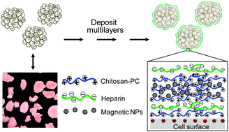 Scheme of nano-encapsulation of islets in nanoengineered polysaccharide capsules. SPIO nanoparticles were incorporated into the coating construct during the successive multilayer build-up. NPs: nanoparticle probes.