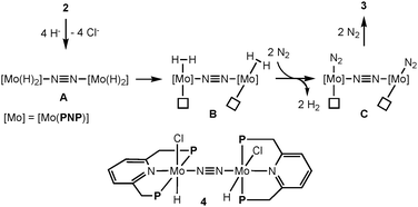 Proposed reaction pathway from 2 to 3via dimolybdenum-tetrahydride and -bis(dihydrogen) complexes.