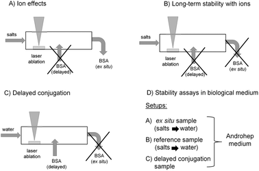 Experimental Au NP synthesis approaches for studying (A) ion effects, (B) long-term stability in the presence of ions, (C) delayed conjugation with BSA and (D) stability in Androhep biological medium.