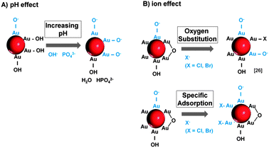 Mechanisms of surface charge generation on ligand-free Au NPs by (A) pH changes and (B) specific ion effects.
