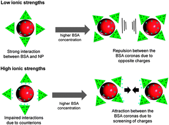 Proposed mechanism showing the influence of ionic strength and protein concentration on the interactions of Au NPs fabricated by PLAL with BSA.