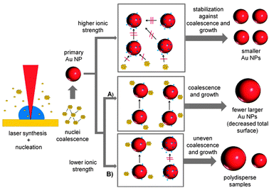 Proposed Au NP growth mechanism routes for PLAL in the presence of ions with low salinity.