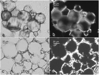 Optical micrographs of o/w emulsions stabilised by α-CD–tetradecane inclusion complexes. Emulsions were prepared from 10 mM α-CD with the tetradecane volume fraction Φo = 0.6. (a) The transmitted light image of the wet sample; (b) the cross-polarized light image; (c) the transmitted light image and (d) the cross-polarized light image of the emulsion sample after being air-dried overnight.