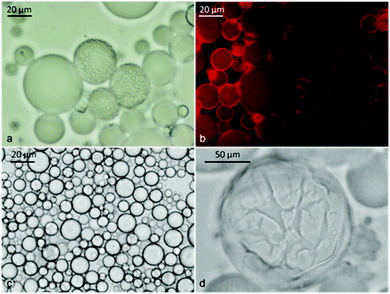 Micrographs of tetradecane-in-water emulsions stabilized by β-CD/n-tetradecane inclusion complexes: (a) Φo = 0.5; (b) the fluorescence microscopy image of freshly prepared emulsion with an oil phase doped with Nile Red and observed using a TRITC filter set. The image shows that the oil was the dispersed phase. (c) and (d) The micrograph from the sample with Φo = 0.6 taken 14 days after preparation at different magnifications. (d) The optical micrograph shows the presence of a densely packed surface layer with “paste-like” appearance, stabilizing the oil droplets against coalescence.