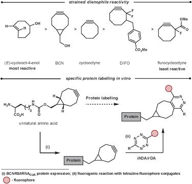 Reactivity and application of strained dienophiles.