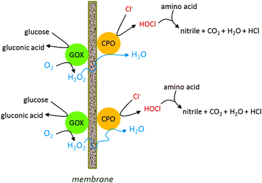 Possible method for co-immobilisation of enzymes with concomitant separation of products. GOX = glucose oxidase, CPO = chloroperoxidase.