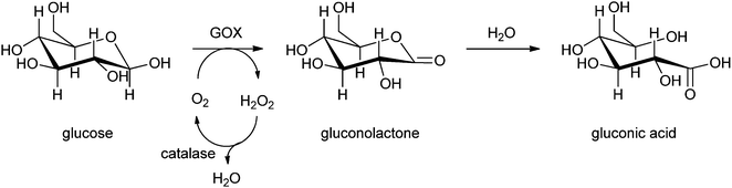 Glucose oxidase (GOX)-mediated conversion of glucose into gluconolactone and gluconic acid.79