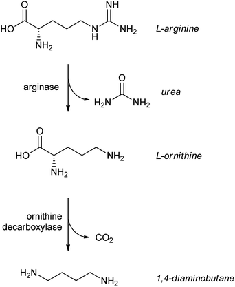 Two-step conversion of l-arginine to 1,4-diaminobutane and urea.