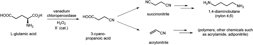 Use of haloperoxidase to perform oxidative decarboxylation of amino acids.
