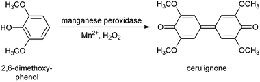 Manganese peroxidase mediated conversion of 2,6-dimethoxyphenol to cerulignone.