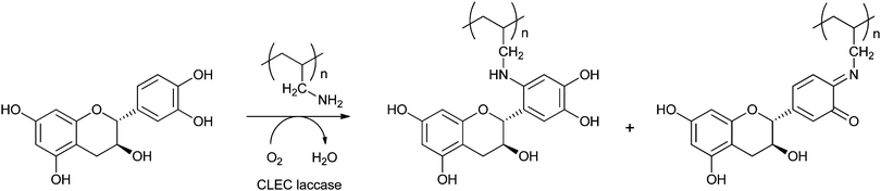 Laccase-catalysed conjugation of catechin with poly(allylamine).