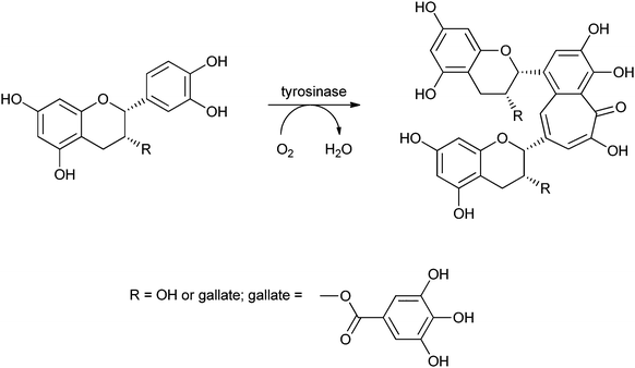 The dimerisation of tea epicatechins to theaflavins by tyrosinase.