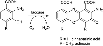 Laccase-mediated oxidation of 3-hydroxy anthranilic acids to cinnabarinic acid and actinocin.