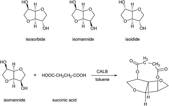 Structures of isomannide, isosorbide and isoidide, and the dilactone product produced by enzyme-mediated condensation of one molecule of isomannide with one molecule of succinic acid.