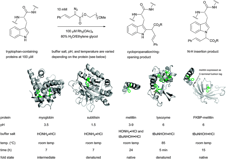 Rhodium catalysed tryptophan labelling can be used to modify a variety of proteins.