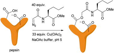 Earliest example of carbenoid chemistry to modify proteins.