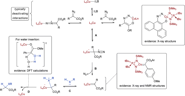 Mechanistic analysis of copper(i) catalysed XHI reaction.