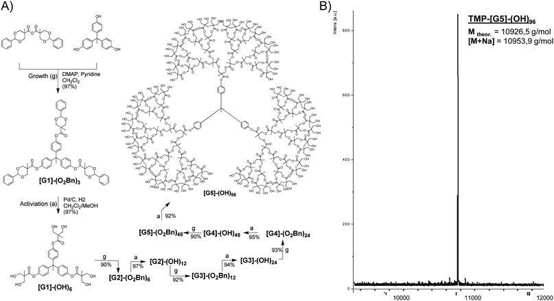 (A) Divergent growth approach for the construction of fully activated bis-MPA dendrimers utilizing an anhydride activated bis-MPA monomer. (B) Structural purity of a fifth generation bis-MPA dendrimers with 96 peripheral hydroxyl groups as shown by MALDI-TOF.